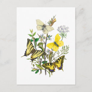 Carte Postale Belles papillons