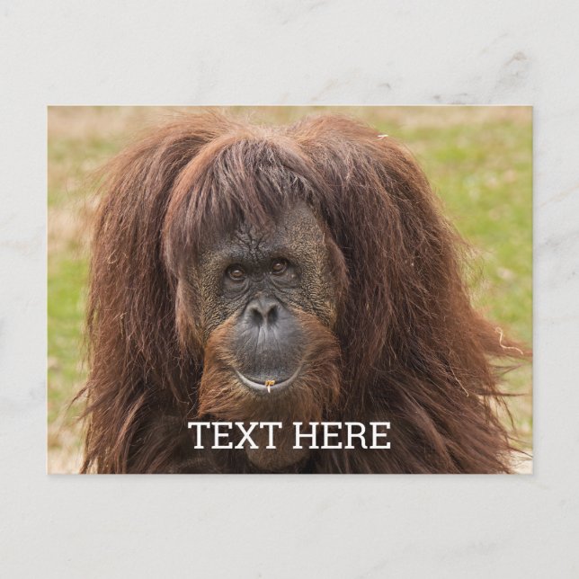 Carte Postale Belles photos d'orang-outan de Bornéo (Devant)