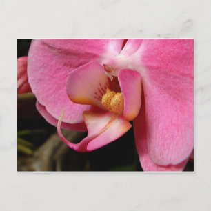 Carte Postale Belles photos d'orchidées