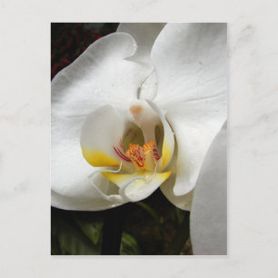 Carte Postale Belles photos d'orchidées