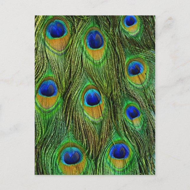 Carte Postale Belles plumes de paon (Devant)