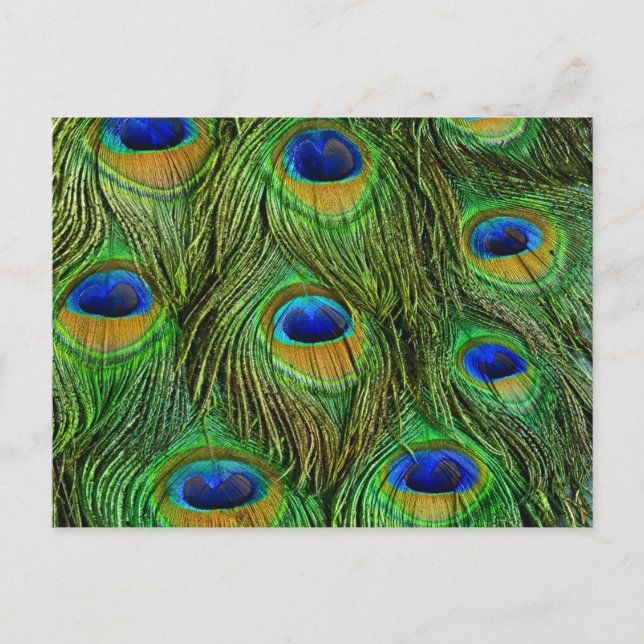 Carte Postale Belles plumes de paon (Devant)