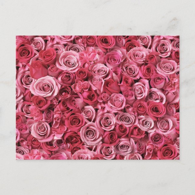 Carte Postale Belles roses roses (Devant)