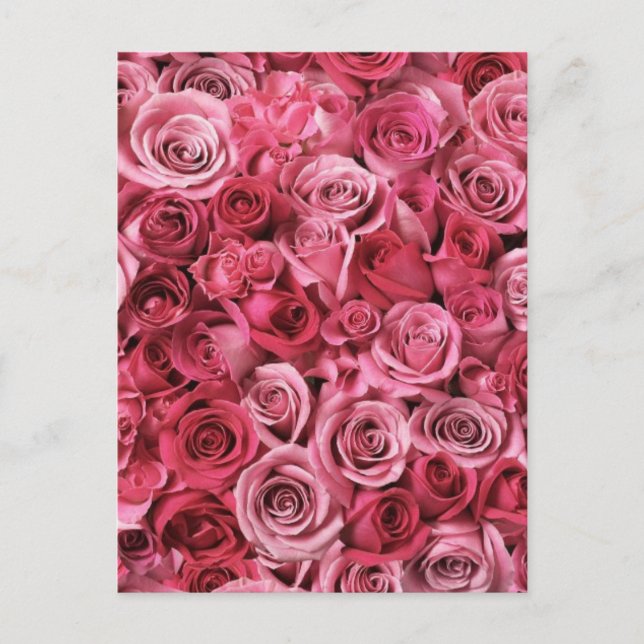 Carte Postale Belles roses roses roses (Devant)