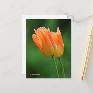 Carte Postale Belles Tulipes Orange Pastel Baisées À La Dew