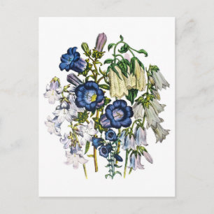 Carte Postale Bellfleurs