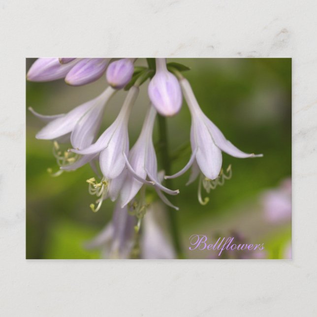 Carte Postale Bellfleurs (Devant)