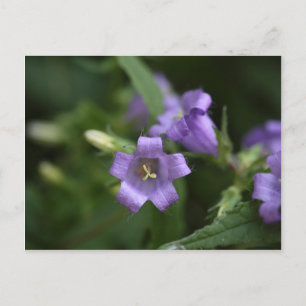 Carte Postale Bellflower à feuilles étroites