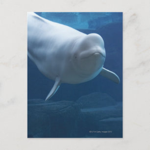 Carte Postale Béluga (Delphinapterus leucas)