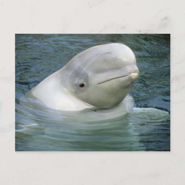 Carte Postale Béluga, Delphinapterus leucas) (Devant)