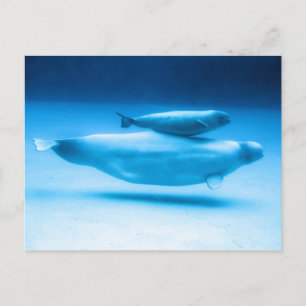 Carte Postale Béluga mère et bébé