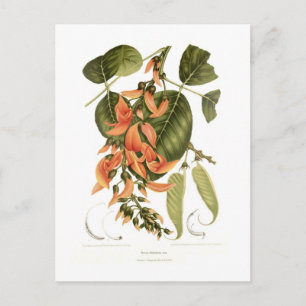 Carte Postale Bengale Kino