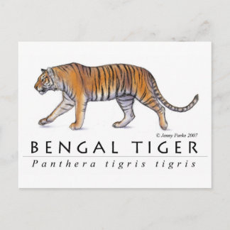 Carte postale Bengale Tiger