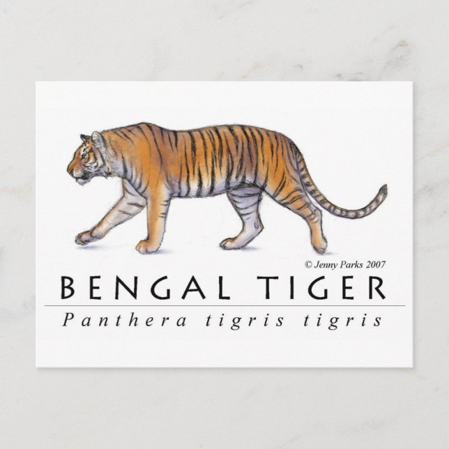 Carte postale Bengale Tiger (Devant)