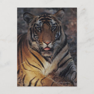 Carte Postale Bengale Tiger