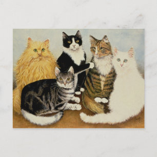 Carte Postale Berceau de chat