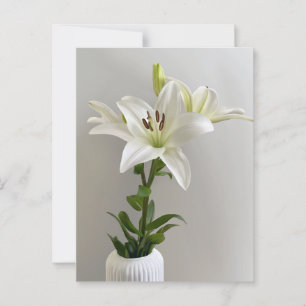 Carte Postale Berceuse de lys   Peinture florale simple blanche