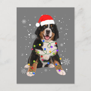 Carte Postale Berese Mountain Dog Lights Christmas Matching Fam