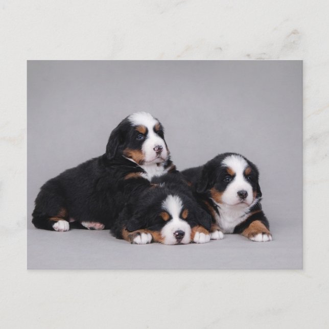 Carte Postale Berese puppies (Devant)