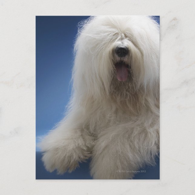 Carte Postale Berger (Devant)