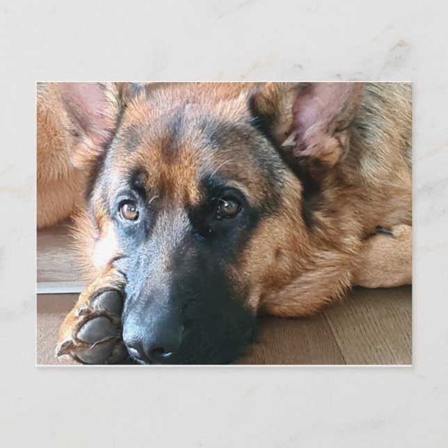Carte Postale Berger allemand (Devant)