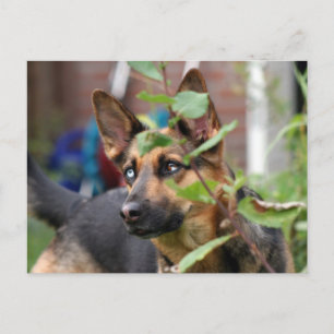 Carte Postale berger allemand