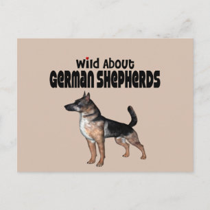 Carte Postale Berger allemand