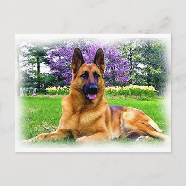 Carte Postale Berger Allemand (Devant)