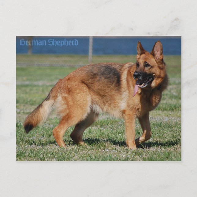 Carte Postale Berger Allemand (Devant)
