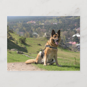 Carte Postale Berger allemand