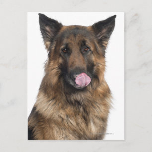 Carte Postale Berger allemand