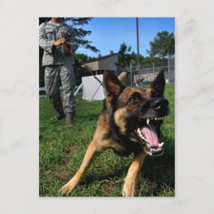 Carte Postale Berger allemand aboiant