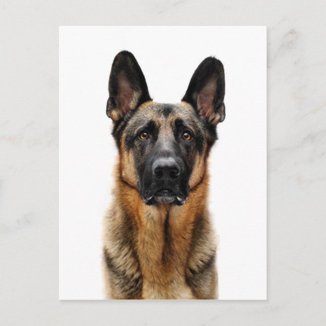 Carte Postale Berger allemand assis (Devant)