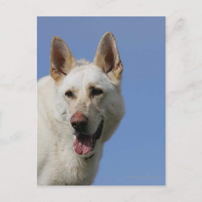 Carte Postale Berger allemand blanc (Devant)