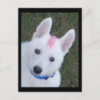 Berger allemand blanc w. Mohawk