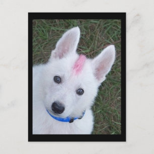 Carte Postale Berger allemand blanc w. Mohawk