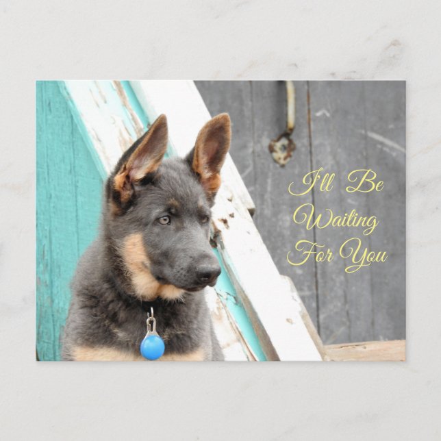 Carte Postale Berger Allemand Bleu Vous Attend (Devant)