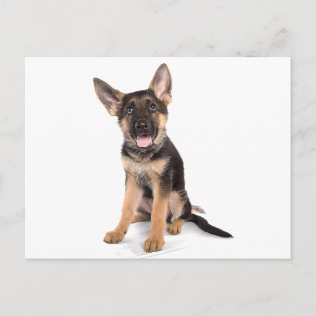 Carte Postale berger allemand chiot (Devant)
