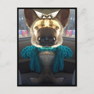 Carte Postale berger allemand Distorsion miroir