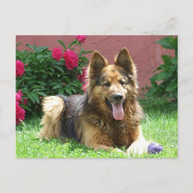 Carte Postale Berger allemand Longhair (Devant)