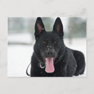 Carte Postale berger allemand noir dans la neige