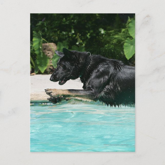 Carte Postale Berger allemand sautant dans l'eau (Devant)
