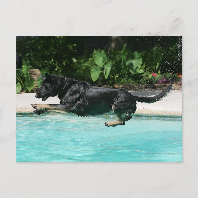 Carte Postale berger allemand sauter dans l'eau (Devant)