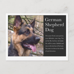 Carte postale berger allemande
