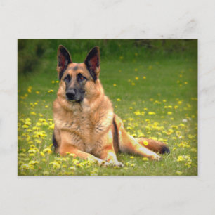 Carte postale berger allemande