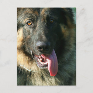 Carte postale berger allemande