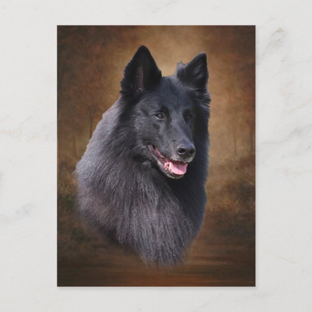 Carte Postale Berger belge (Devant)