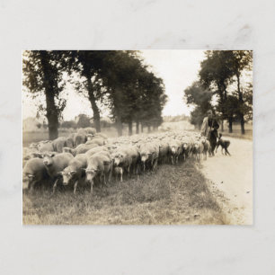 Carte Postale Berger de France 1921