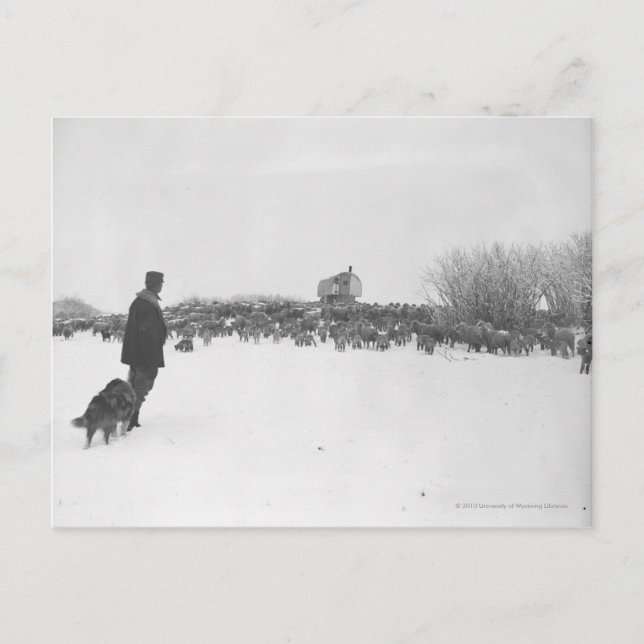 Carte Postale Berger et chien au camp des moutons (Devant)