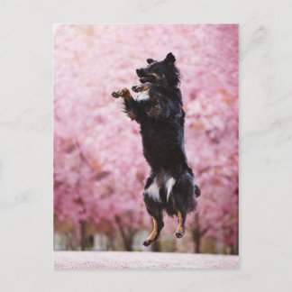 Carte Postale Berger et fleurs de cerisier australiens